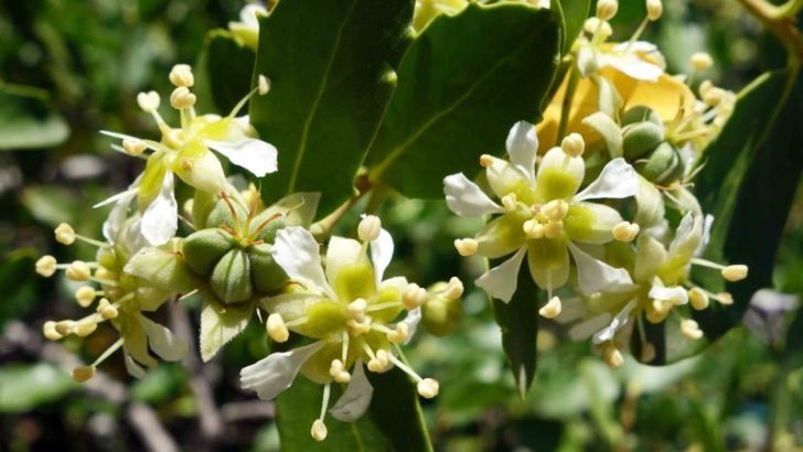 soap bark flowers and leaves
