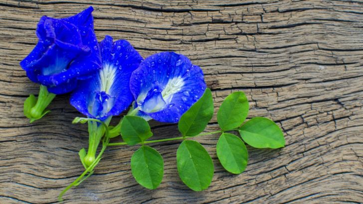Blue sweetpea flowers on wood background