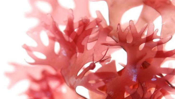 pink algae